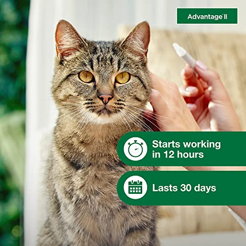 Pictured Strongest Flea Treatment for Cats: Advantage II Large Cat Vet-Recommended Flea