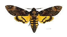 Death's-head Hawkmoth