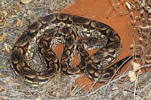 Dumeril’s Boa