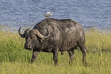 African Buffalo