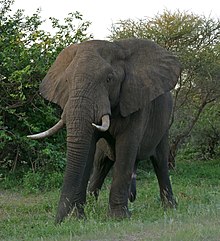 African Elephant