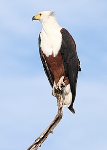 African Fish Eagle