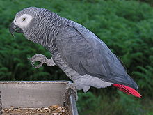 African Grey Parrots