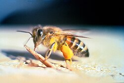 Africanized Bee