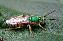 Green Sweat Bee