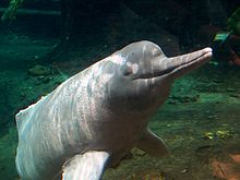 Amazon River Dolphin