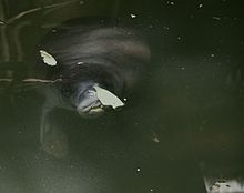 Amazonian Manatee