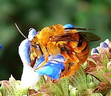 Teddy Bear Bee