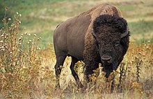 Bison