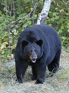 Black Bear