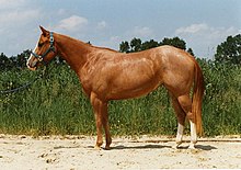 Quarter Horse