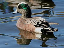 American Wigeon