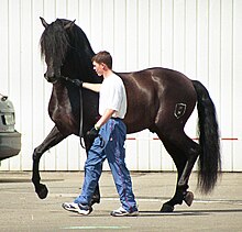 Andalusian Horse