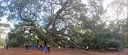 Angel Oak