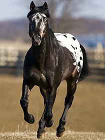 Appaloosa Mare