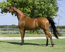 Arabian Mare