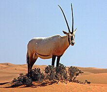 Arabian Oryx