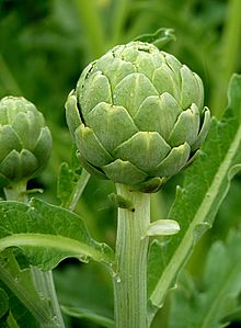 Artichokes