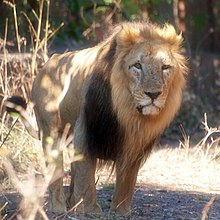 Asiatic Lion