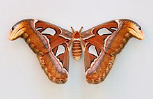 Atlas Moth Caterpillar