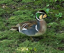 Baikal Teal