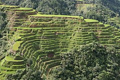 Banawe Rice Terraces Basket