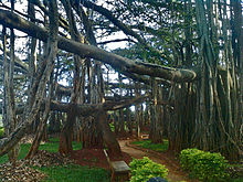 Banyan