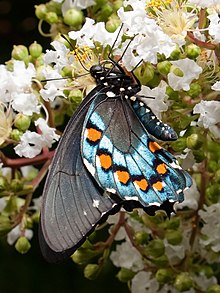 Pipevine Swallowtail Caterpillar