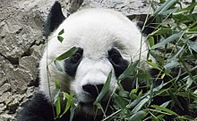 Bei Bei