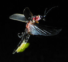 Bioluminescent Plankton