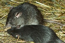 Black Rat