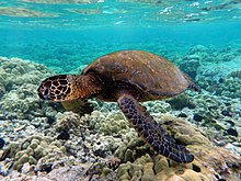 Black Sea Turtle