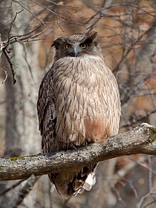 Blakiston's Fish Owl