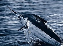 Kajiki (Blue Marlin)