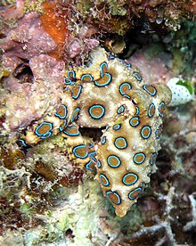 Blue Ringed Octopus