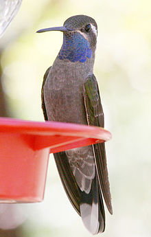 Blue-throated Hummingbird