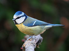 Blue Tit