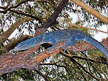 Blue Tree Monitor