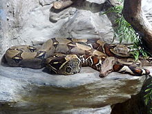 Argentine Boa