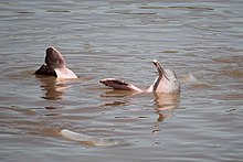 Bolivian River Dolphin