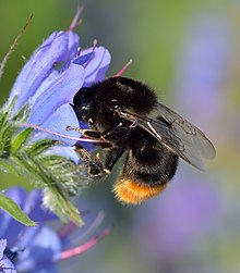 Red-tailed Bumblebee