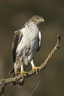 Bonelli's Eagle