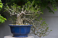 Bonsai