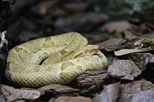 Golden Lancehead Viper