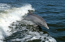 The Bottlenose Dolphin