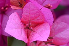 Bougainvillea 'Barbara Karst'