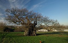 The Bowthorpe Oak