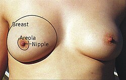 Breast Curve