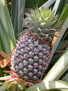 Bromeliads