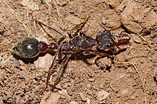 Bulldog Ant